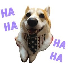 [LINEスタンプ] Corgi ~Miu Miu