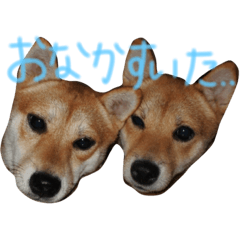 [LINEスタンプ] 柴犬もかもこ2017