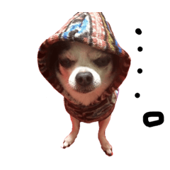 [LINEスタンプ] チワワdog Chihuahua写真スタンプ