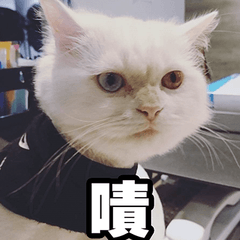 [LINEスタンプ] Meow's talk