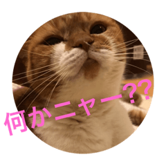 [LINEスタンプ] nekohamunida