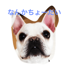 [LINEスタンプ] フレブル ルーシー