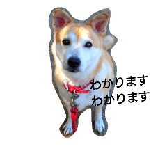 [LINEスタンプ] 柴犬ぽい