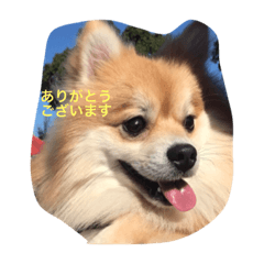 [LINEスタンプ] ポメラニアンひまわり敬語