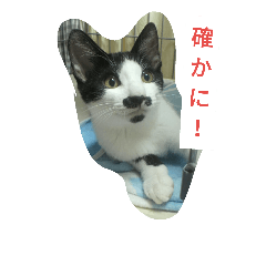 [LINEスタンプ] 情熱と冷静のレス