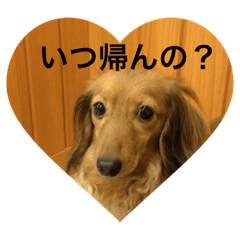 [LINEスタンプ] LOVE LOVE PETS