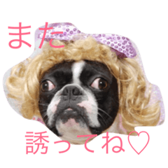 [LINEスタンプ] ボストンテリアのびしゃくん