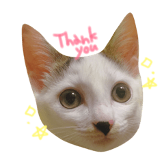 [LINEスタンプ] cecm cats style
