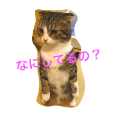 [LINEスタンプ] c u t e  c a t s