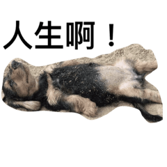 [LINEスタンプ] Crazy-dachshund