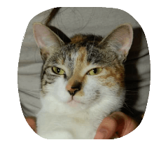 [LINEスタンプ] Very GY cat