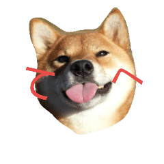 [LINEスタンプ] 柴犬 柴田くうちゃん