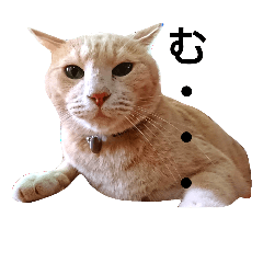 [LINEスタンプ] ベトナム猫のムティさん