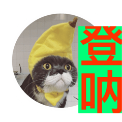 [LINEスタンプ] cat so funnyの画像（メイン）