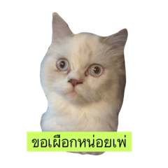 [LINEスタンプ] My Cat  My mild