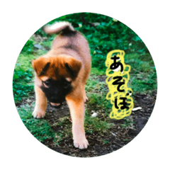 [LINEスタンプ] 誰でも使えるスタンプ 犬編