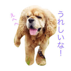 [LINEスタンプ] アメリカンコッカー？のジャック君の画像（メイン）