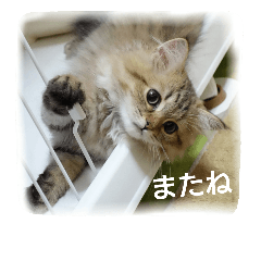 [LINEスタンプ] にゃんレオ すたんぷ