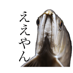 [LINEスタンプ] みんなの古代魚、熱帯魚