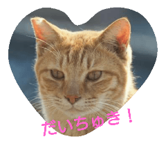 [LINEスタンプ] カレンと猫たち