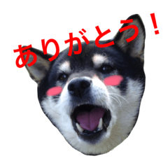 [LINEスタンプ] 黒柴犬の日常スタンプ（写真）