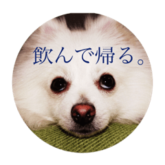 [LINEスタンプ] ポメラニアン るぅ