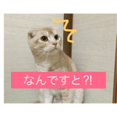[LINEスタンプ] meew