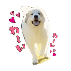 [LINEスタンプ] ココロちゃんの笑顔
