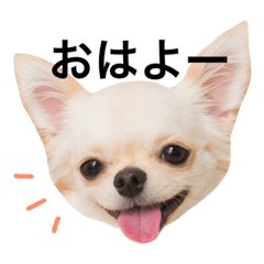 [LINEスタンプ] チワワのノアソラ♡