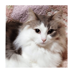 [LINEスタンプ] 愛らしい猫さん