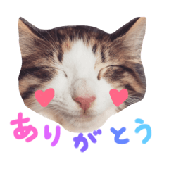 [LINEスタンプ] こめのスタンプ1