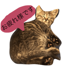 [LINEスタンプ] 猫のカイちゃん①