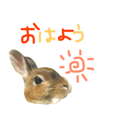 [LINEスタンプ] 実写うさぎのもかちゃんスタンプ