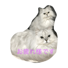 [LINEスタンプ] キャットライフ