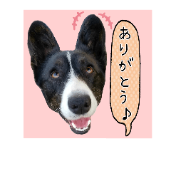 [LINEスタンプ] my lovely corgi.