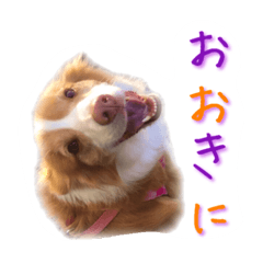 [LINEスタンプ] ボーダーコリーいふぁの関西弁