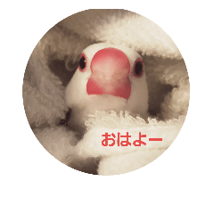 [LINEスタンプ] 文鳥達スタンプ