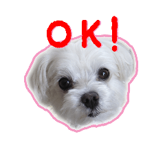 [LINEスタンプ] マルチーズのたまご