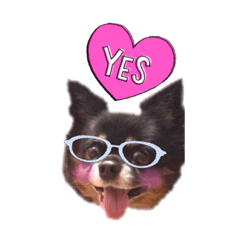 [LINEスタンプ] 超でかチワワあもん 第2弾