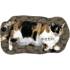 [LINEスタンプ] みけねこむぎちゃん