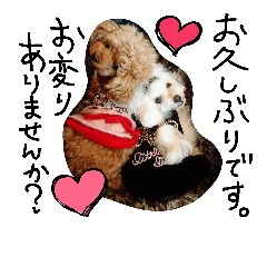 [LINEスタンプ] poodles..