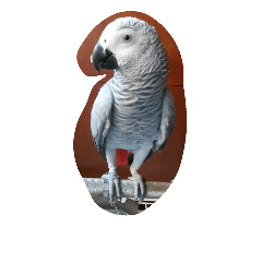 [LINEスタンプ] cute  parrot