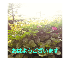 [LINEスタンプ] ajisai   japan
