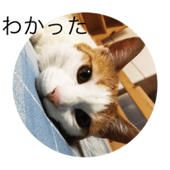 [LINEスタンプ] pretty my cat2