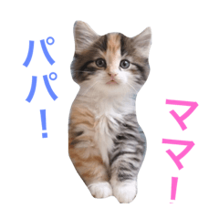 [LINEスタンプ] 東京にゃんフォレストキャット