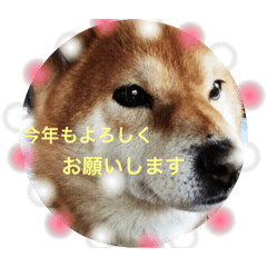 [LINEスタンプ] 柴犬ロンくん