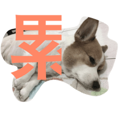 [LINEスタンプ] corgi poka