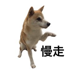 [LINEスタンプ] shiba inu princess coco 2