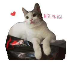 [LINEスタンプ] Cat 0.1