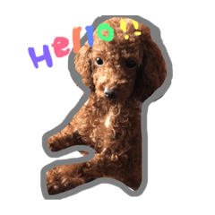 [LINEスタンプ] くまのmoco